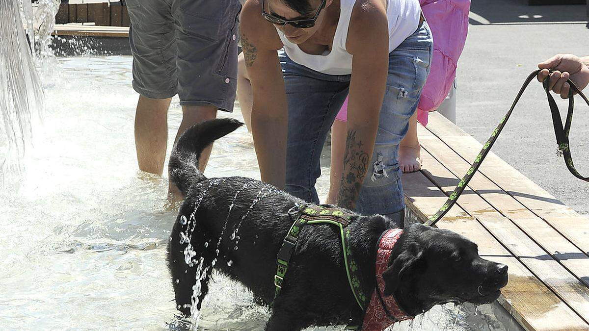 Hunde verlieren dieser Tage ihren Respekt vor Wasser