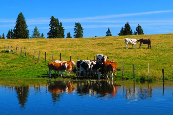 Sieger Region Villach: Schwarzsee am Verditz