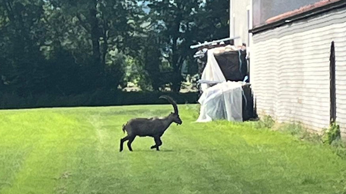 Der Steinbock spazierte durch die Nachbarschaft