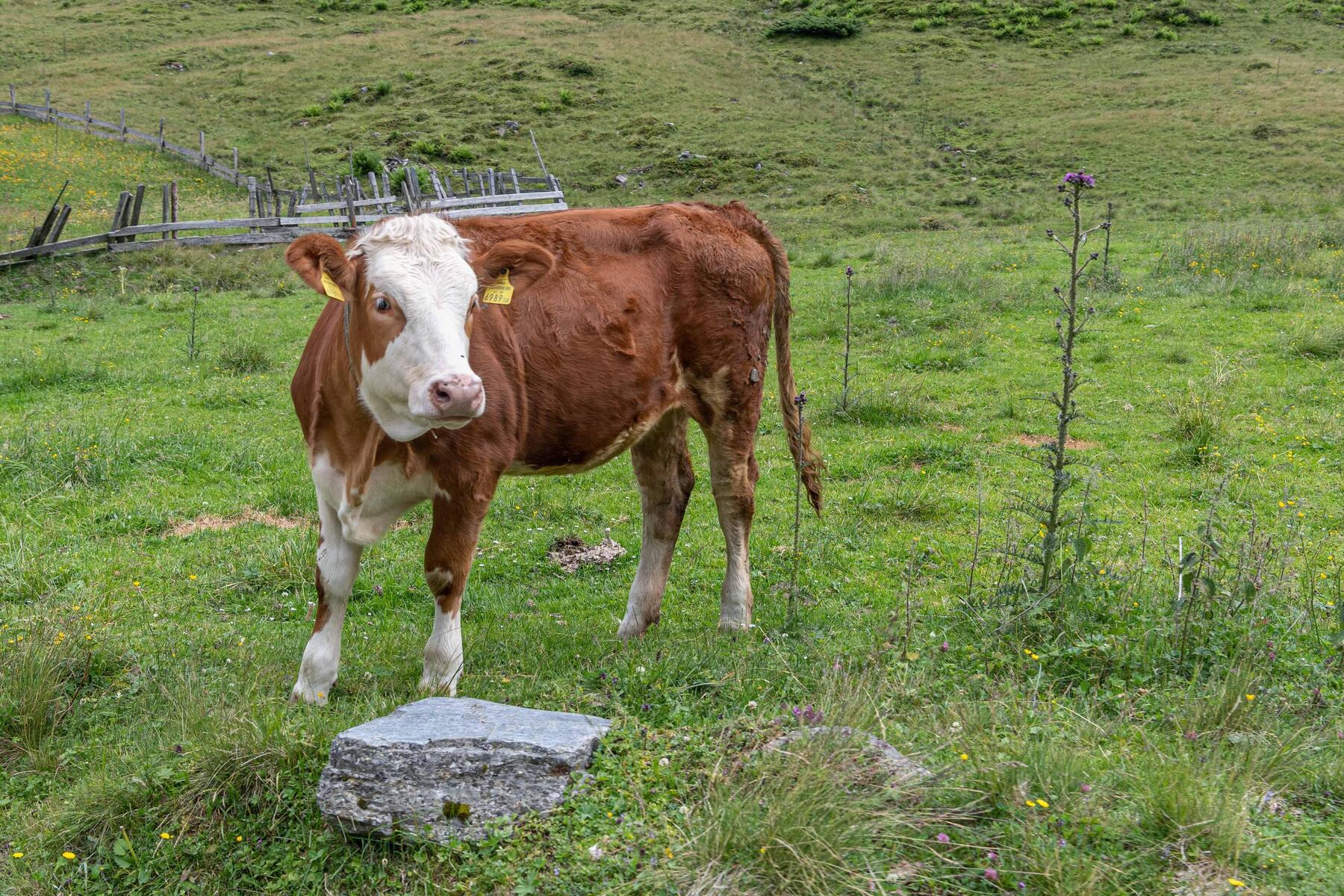 Schwer verletzt: Kärntner von Stier attackiert und mehfach gegen Holzstapel gedrückt