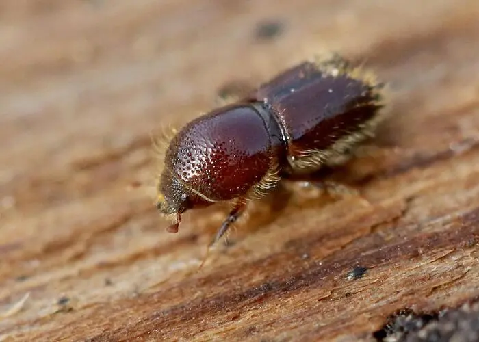 Der Befall durch den Borkenkäfer war im Vorjahr erstmals wieder rückläufig 