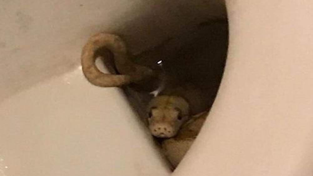 Die Schlange in der Toilette