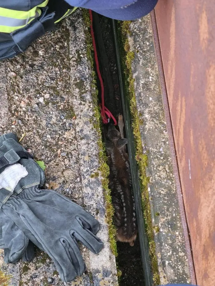 Nur wenige Zentimeter breit und 1,5 Meter tief war der Spalt, in den das Rehkitz fiel