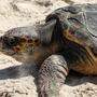Meeresschildkröte legte Eier auf beliebten Mallorca-Sandstrand