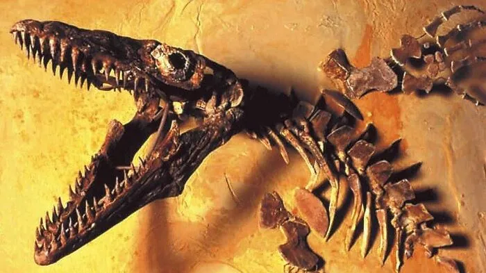 Auch im Naturhistorischen Museum in Wien sind Originalskelette ausgestellt 
