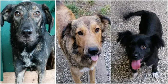 Die Hunde mussten vier Monate in Quarantäne im Tierheim verbringen und durften nicht einmal spazieren gehen