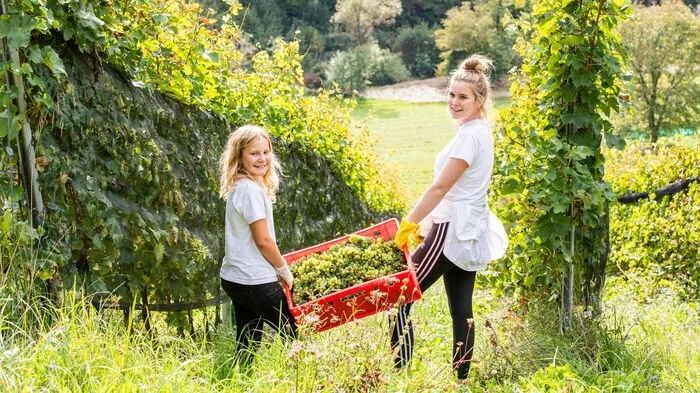 Im Weingut Sternberg in Wernberg waren an den Hauptlesetagen rund 20 Helfer im Einsatz.