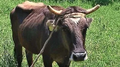 "Penka", sie dürfte bereits ahnen, dass Unheil droht