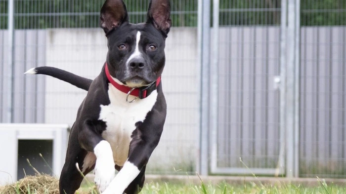 Ajax sucht einen Pflegeplatz für die nächsten Wochen.