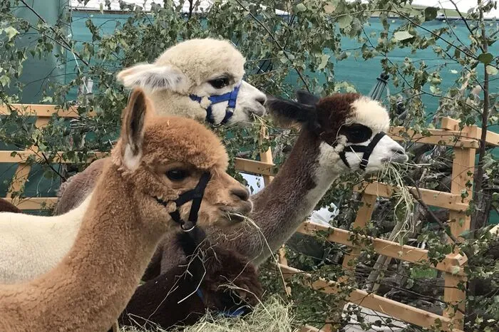 Die Alpakas vom Alpaka-Bergbauernhof in Gasen bringen Groß und Klein zum Schmunzeln und machen die Kirtagsbesucher auf die flauschigen Produkte der wolligen Tiere aufmerksam.