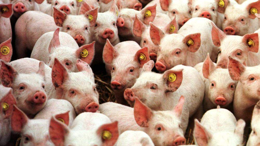 Themenbild: Antibiotika in der Nutztierhaltung