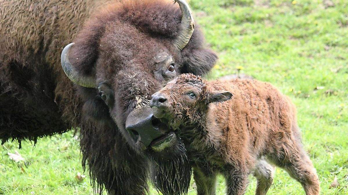 Mit etwas Glück können die Besucher in Herberstein in den nächsten Tagen die Geburt eines Bisonkalbes miterleben