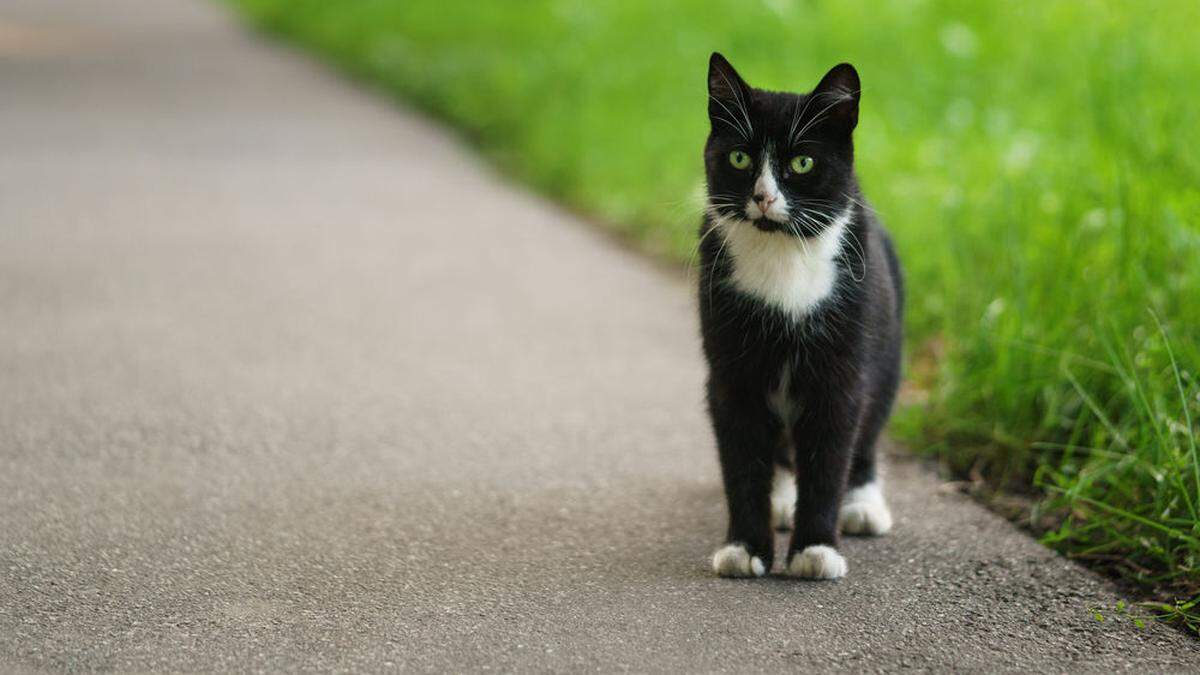 Zuhause für Streunerkatzen gesucht (Sujetbild)