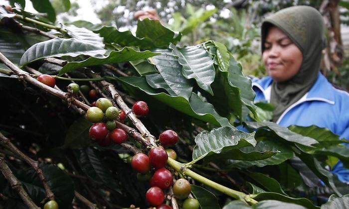 Kaffeebohnenernte in Indonesien