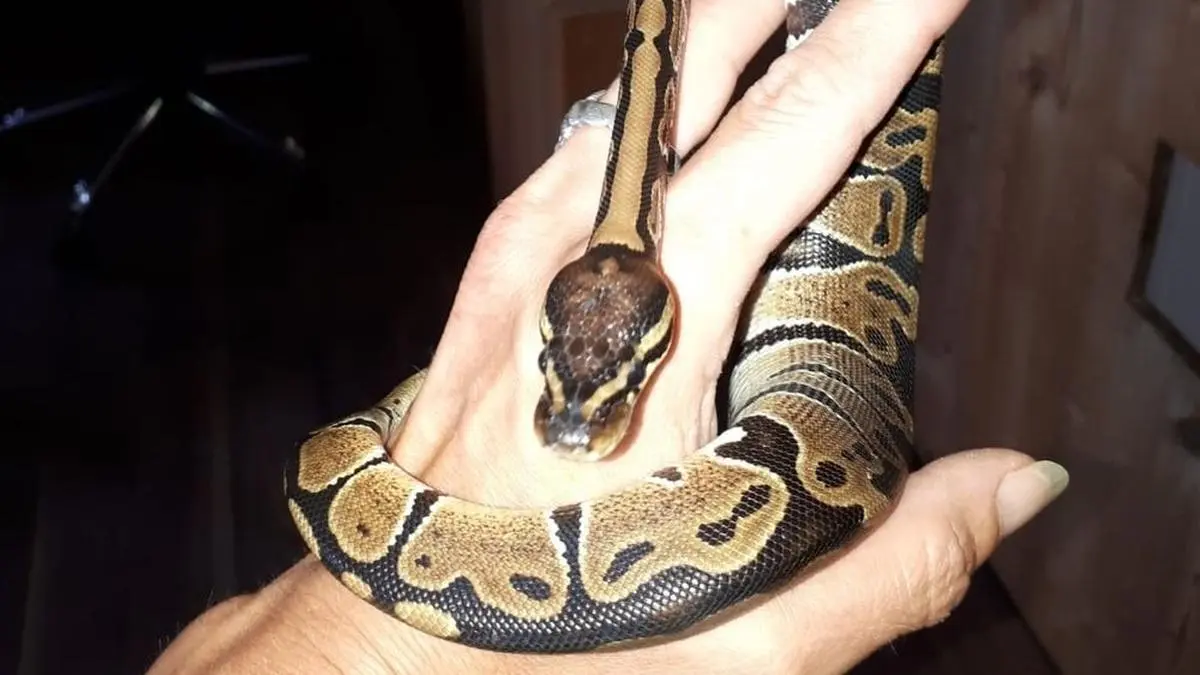 Dieser Königspython wurde entsorgt