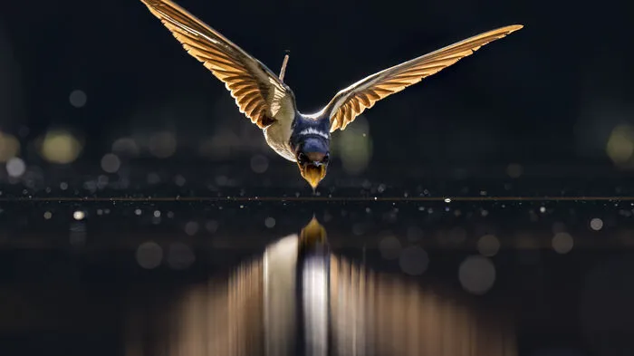 Welch Augenschmaus: Der World Nature Photography Award hebt die besten Natur- und Tierfotos auf die Tribüne. Darunter vertreten ist z. B. diese Aufnahme von Li Liu (USA). Er hielt fest: "Enten beginnen oft schneller zu schwimmen, wenn sie sich auf den Flug vorbereiten. Ich sah das und war daher darauf vorbereitet, sie beim Abheben zu erwischen. Ich hatte Glück, dass sie direkt auf mich zukam!"