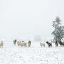 In Rohrmoos liegt schon Schnee