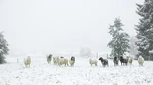 THEMENBILD, Wetter, Wintereinbruch. Eine Vb-Wetterlage sorgte in Teilen Österreichs für Neuschnee, im Bild Schafe auf einer Weide, die mit Schnee bedeckt ist. Aufgenommen am 12.09.2024 in Rohrmoos, Schladming, Steiermark, Österreich (Austria). 
Fotocredit: Martin Huber