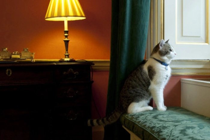 Unter Cameron war Larry in Downing Street eingezogen und blieb seither dort. Auch unter Theresa May, Boris Johnson, Liz Truss und nun Rishi Sunak beherrscht er die Flure von 10, Downing Street. Vor dem Gebäude dient der Kater wartenden Journalisten als Abwechslung und beliebtes Fotomotiv. Oft stiehlt er seinem offiziellen Chef die Show. Im Dezember 2020 lieferte er sich etwa einen viel beachteten Kampf mit einer Taube.