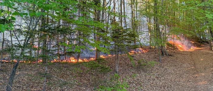 Das Bild zeigt ein brennendes Waldstück