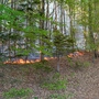 Das Bild zeigt ein brennendes Waldstück