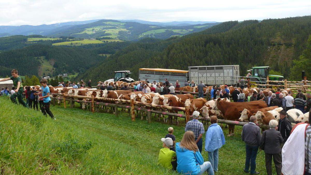 Mehr als 90 Rinder kommen bei der Versteigerung am Viehmarkt &quot;unter den Hammer&quot;