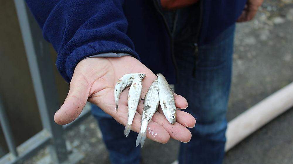Auch viele junge Äschen, die eigentlich den Bestand der seltenen Fischart sichern sollten, starben