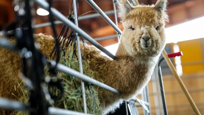 Noch bis Sonntag gibt‘s auf der Grazer Messe beim Tierfestival faszinierende Haus- und Nutztiere aus der Nähe zu bewundern. Alpakas ...