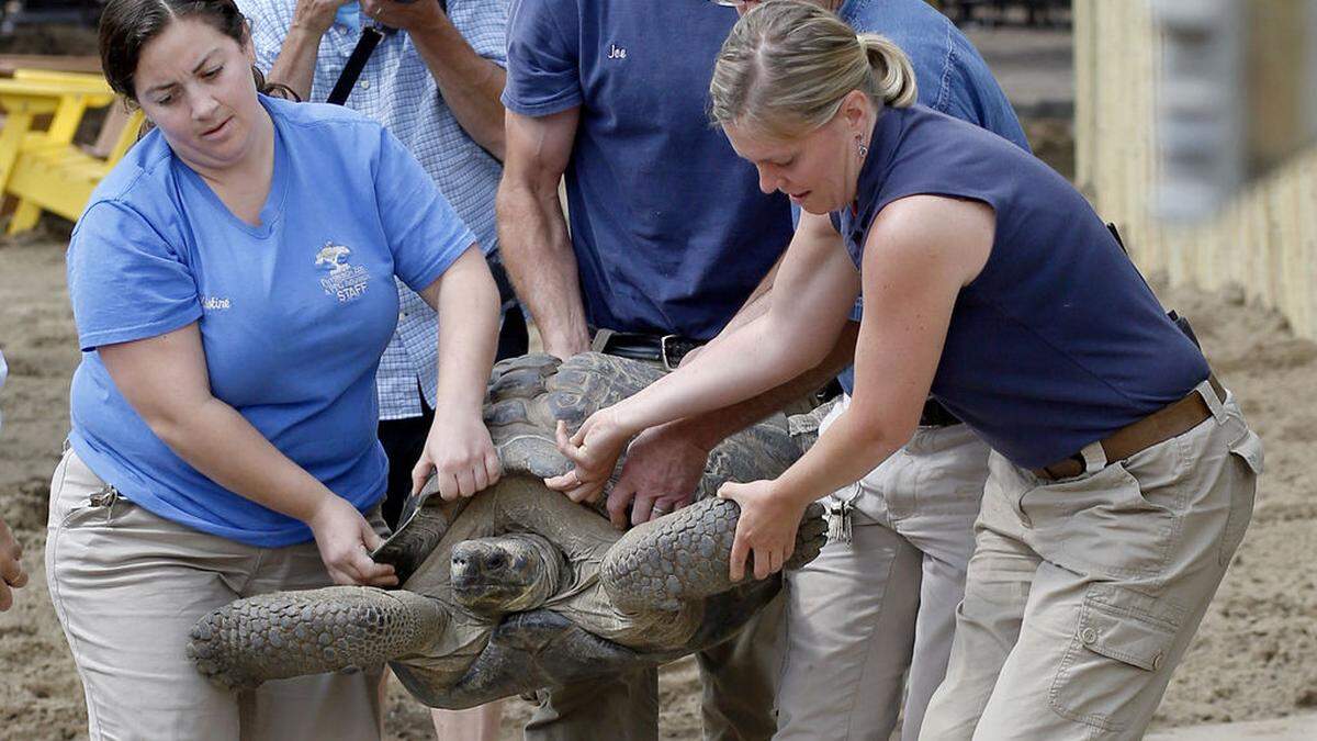 Galapagos tortoise