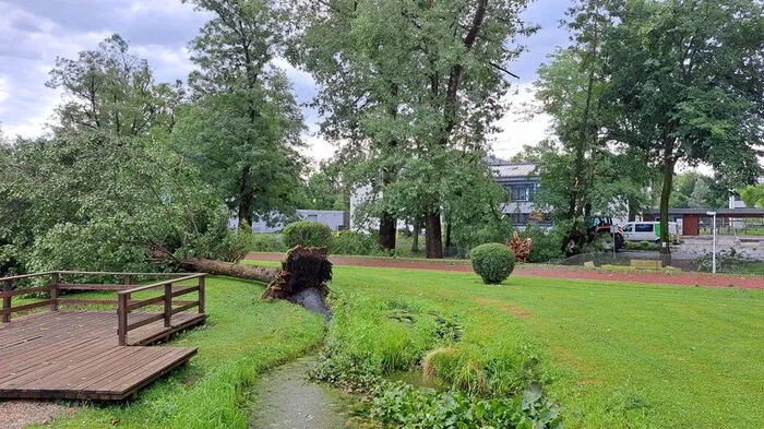 Im Schulgelände des Borg Bad Radkersburg wurden uralte Bäume entwurzelt