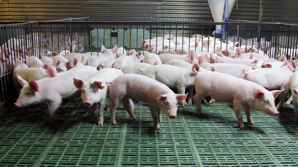 Landwirtschaftliche Tierbetriebe in der Steiermark haben mit ihrem Image zu kämpfen