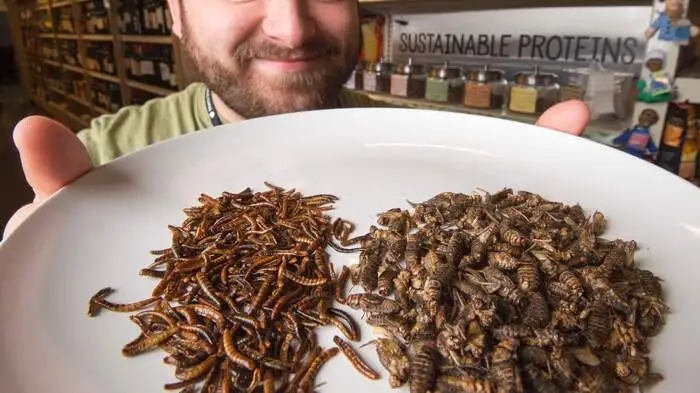 Immer mehr Experten sehen in Insekten die Möglichkeit, die Ernährung der Weltbevölkerung sicherzustellen. Die Tiere sind eine hochkonzentrierter Proteinlieferant und günstig in der Herstellung.