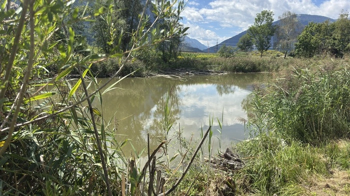 Ein Teich in Nußdorf-Debant, umrankt von Schilf und Ufergräsern