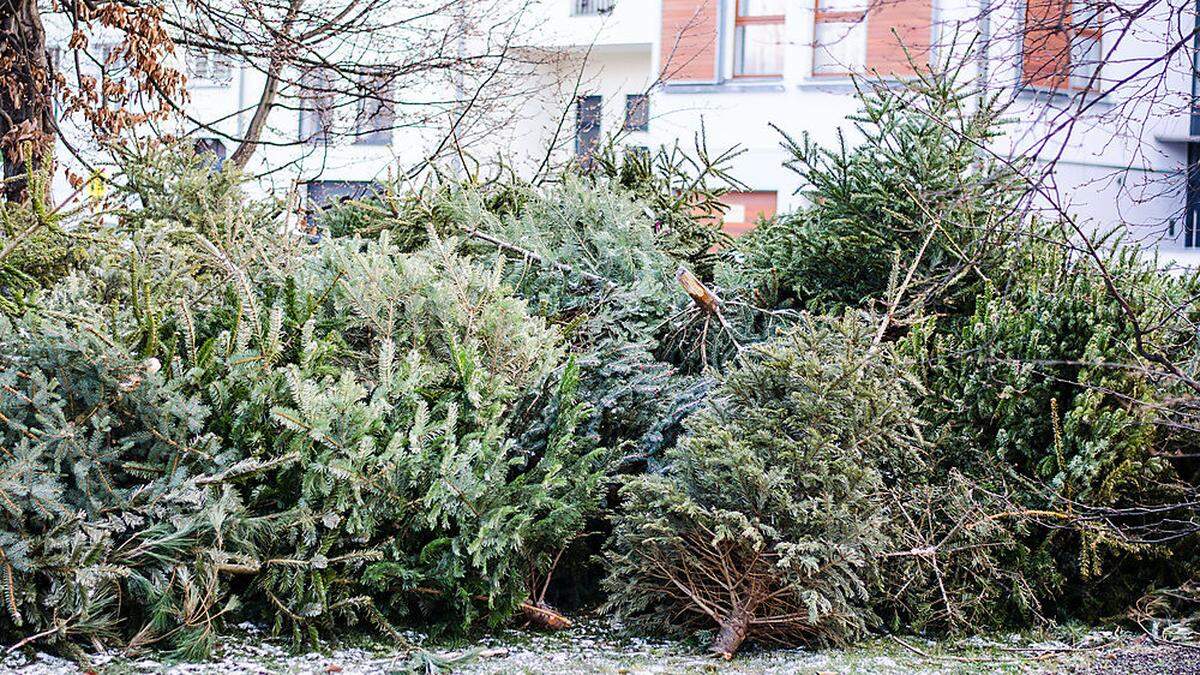 Christbäume an Sammelstellen deponieren