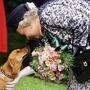 Hundelieb: Queen Elizabeth mit einem ihrer Corgis