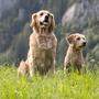 Nala und Idefix, die beiden Hunde von Claudia Sarrer, der Trofaiacher Tierschutzreferentin 