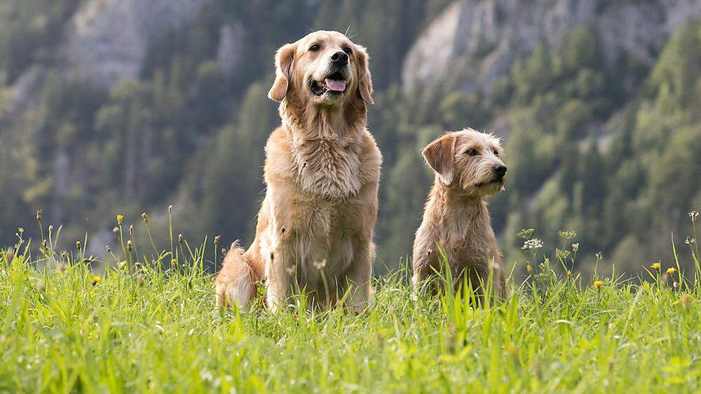 Nala und Idefix, die beiden Hunde von Claudia Sarrer, der Trofaiacher Tierschutzreferentin 