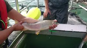 Ein Fisch wird vermessen | Im Zuge des EU-Projektes wurden Fische mit Sendern ausgestattet, um den Einfluss des Kormorans auf den Bestand überprüfen zu können