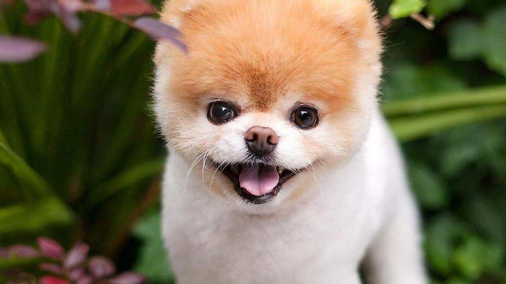 Boo. der süßeste Hund der Welt, ist tot. Zuletzt hatte er über 16 Millionen Facebook-Follower
