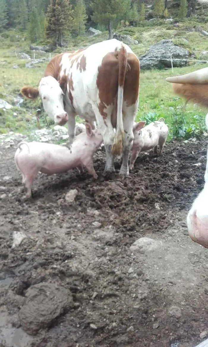 Vor ein paar Jahren sorgten zwei Schweine auf der Hofalm für Furoren - sie tranken direkt von der Zitze Kuhmilch