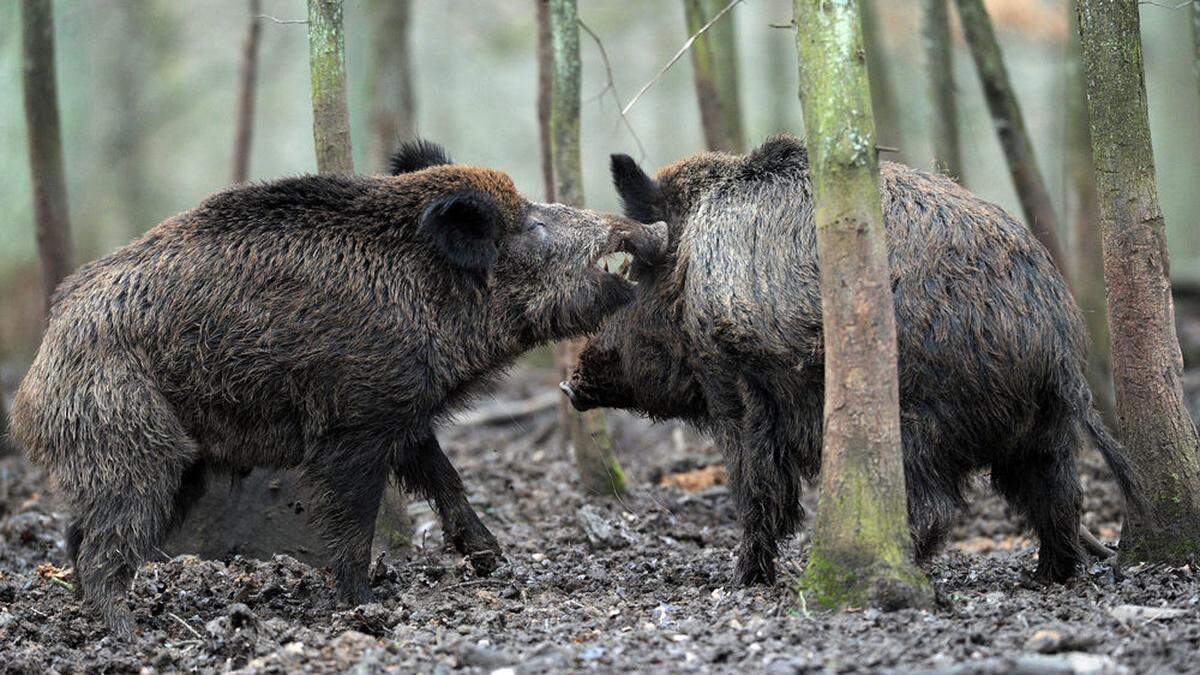 Wildschweine sind scheu, ihr Geruchssinn gut ausgeprägt. Die Jagd gestaltet sich schwiergi