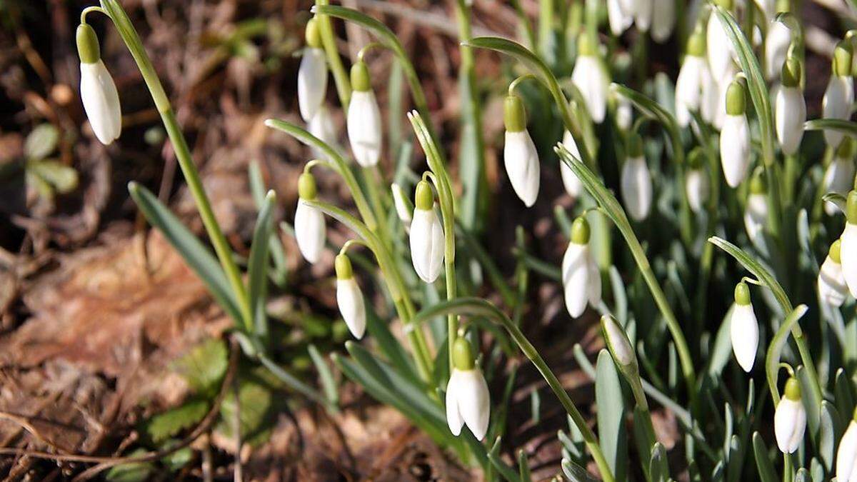 Das milde Wetter lockt die Schneeglöckchen ans Tageslicht