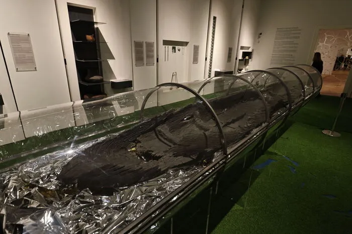 Einbaum. Wie ein Ufo aus einer anderen Welt, wirkt der hier in Silberpapier eingebettete Einbaum, der im Sattnitzmoor gefunden wurde und aus dem zweiten Jahrtausend vor Christus stammt. So ein Einbaum hatte einen nur geringen Tiefgang und konnte auch in Bächen oder flachen Seeufern benutzt werden. Der Einbaum ist unweit des Waffenfundes im ersten Stock zu sehen.
