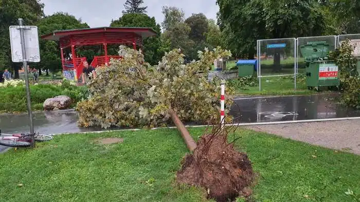 Erst vor wenigen Jahren gepflanzte Bäume im Augarten wurden vom Sturm ausgerissen