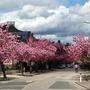 Die Kirschbäume in der Ferdinand-Jergitsch-Straße werden gefällt