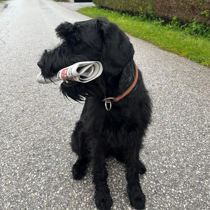 Hund bringt Zeitung