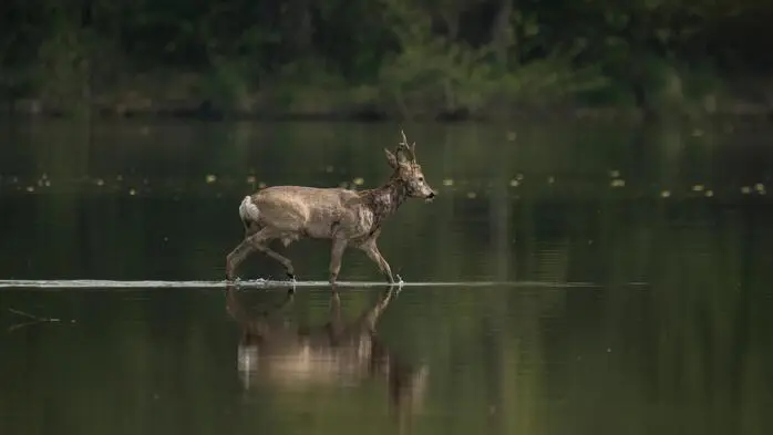 Der Frühling ist da und die Flora und Fauna zeigen sich in voller Pracht! Leser-Reporterin Susanne Löbl hat diesen Rehbock in der Südsteiermark fotografiert.