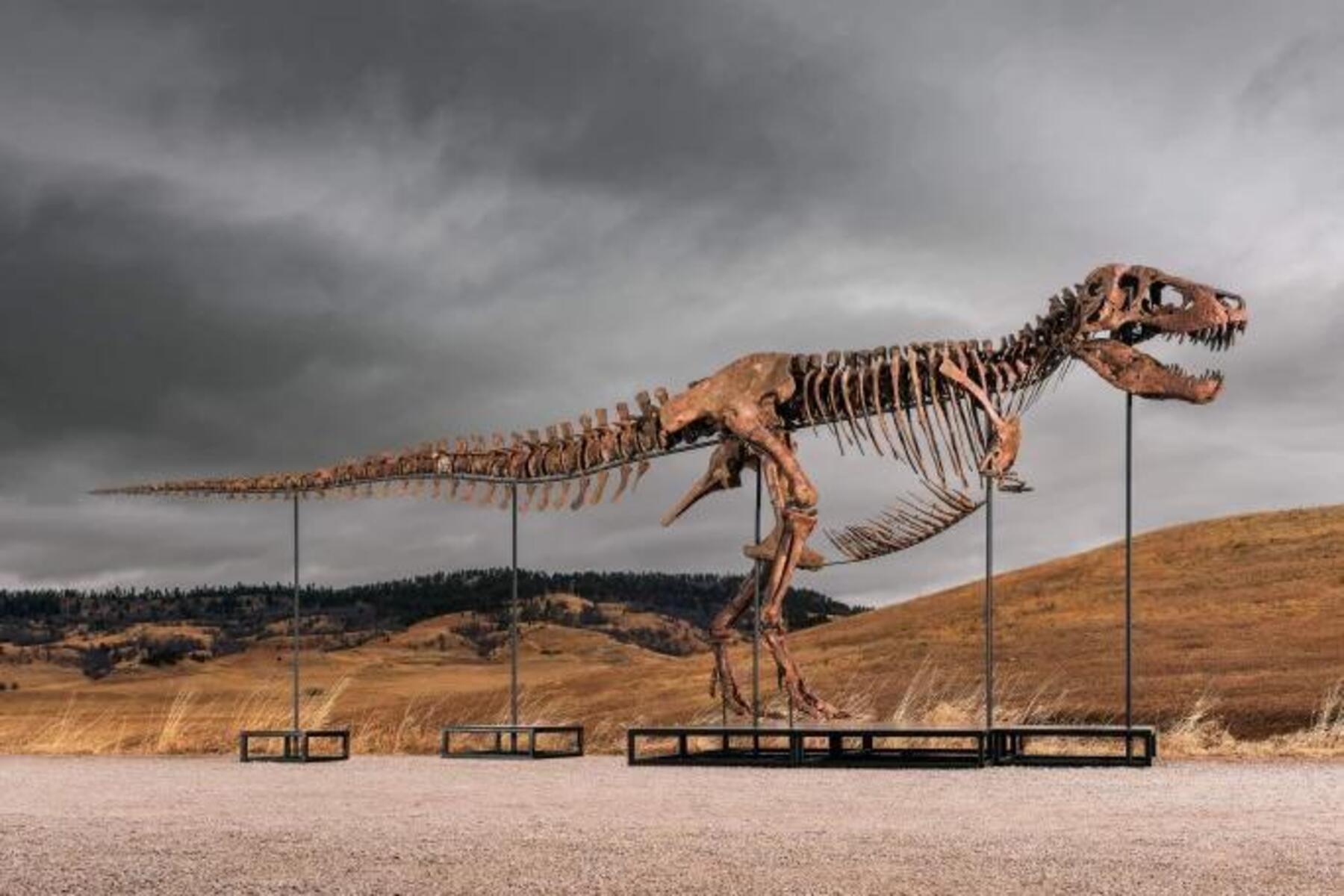 T-Rex-Skelett wird versteigert: Gebote bis zu 30 Millionen Dollar erwartet