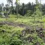 Wenn der Borkenkäfer einmal zuschlägt, hilft nur mehr ein Kahlschlag 