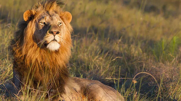 Im Kruger Nationalpark leben rund 2000 Löwen